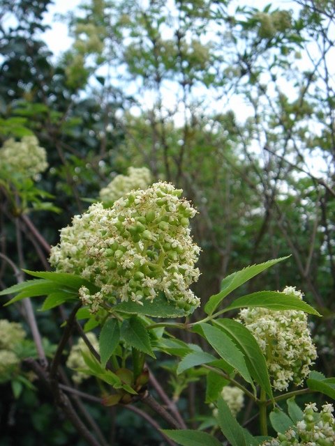 Sambucus racemosa